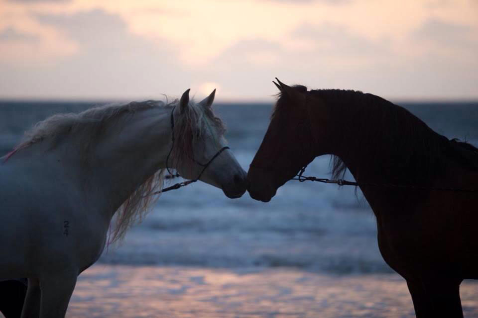 Andalusian Horses