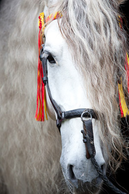 Andalusian Horses