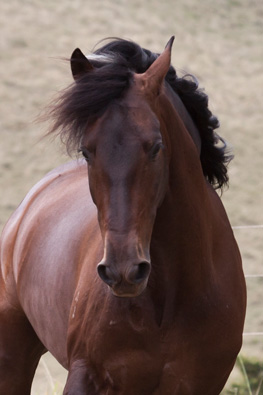 Andalusian Horses