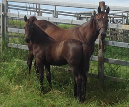 Chispeante Foal